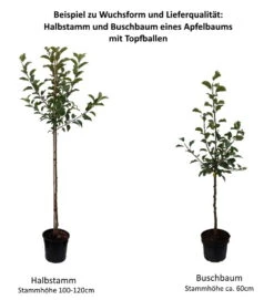Kaiser Wilhelm Malus Domestica -BaumReich Geschaft 0 Baumformen Buschbaum und Halbstamm4gTCVlsqJLtYL