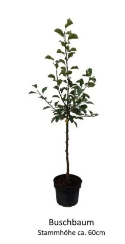 Rosette® Malus Domestica 12 Rosette® Malus Domestica -BaumReich Geschaft 0 Baumformen Buschbaum7a73FmYDHOZC2