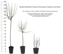 Tatjana, Grün, Fast Stachellos Ribes Uva-crispa `Tatjana´ -BaumReich Geschaft 1 Beispiel Stachelbeeren Wuchsformen5728MZOmFH4CB
