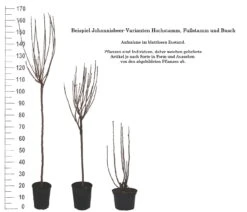 Rolan Ribes Rubrum `Rolan´ -BaumReich Geschaft 1Beispiel Johannisbeere WuchsformenubMxZbmWVRpso