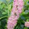 Zimterle - Clethra Clethra Alnifolia -BaumReich Geschaft 20170802 130016