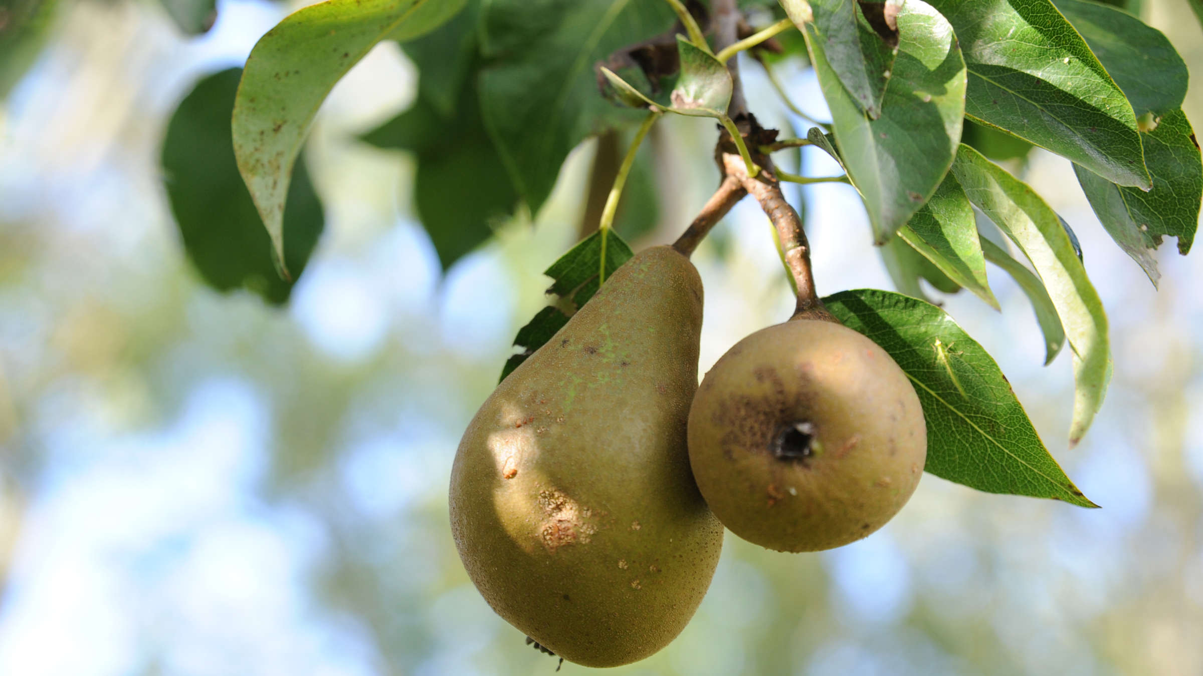 BaumReich Geschaft 2 BaumReich Geschaft -BaumReich Geschaft 24123863 birnen birnbaum ernte garten pflege 2kd76fbr3Qea