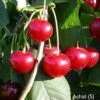 Achat Ⓢ Prunus Cerasus `Achat´ -BaumReich Geschaft Achat sauerkirsche