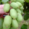 Bayern-Kiwi `Issai´ (selbstfruchtbar) Actinidia Arguta `Issai´ 1 Bayern-Kiwi `Issai´ (selbstfruchtbar) Actinidia Arguta `Issai´ -BaumReich Geschaft Actinidia Issai