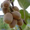 Kiwi Hayward (weiblich) Actinidia Chinensis `Hayward´ 1 Kiwi Hayward (weiblich) Actinidia Chinensis `Hayward´ -BaumReich Geschaft Actinidia Jenny