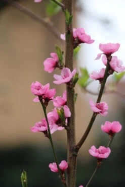 Säulen-Nektarine `Alice Col´ Ⓢ Prunus Nucipersica `Alice Col´ -BaumReich Geschaft Alice Col Bl te