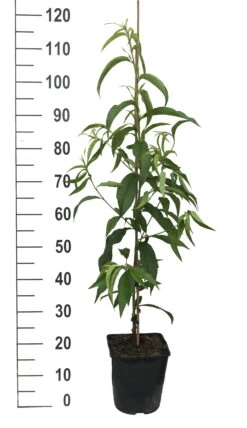 Säulen-Nektarine `Alice Col´ Ⓢ Prunus Nucipersica `Alice Col´ -BaumReich Geschaft Alice Col weiss