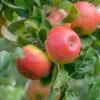 Alkmene Malus Domestica -BaumReich Geschaft Alkmene Apfel