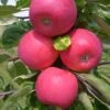 Allegro Ⓢ Malus Domestica -BaumReich Geschaft Allegro