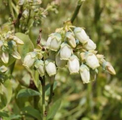 Ausgewählte Produkte -BaumReich Geschaft Ama Heidelbeere Bl te