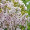 Säulenzierkirsche `Amanogawa´ Prunus Serrulata `Amanogawa´ -BaumReich Geschaft Amanogawa