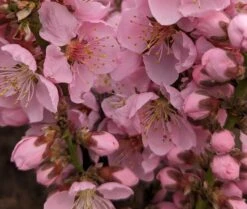 Zwergpfirsich `Amber® Pix ZeeⓈ´ Prunus Persica -BaumReich Geschaft Amber Pix Zee