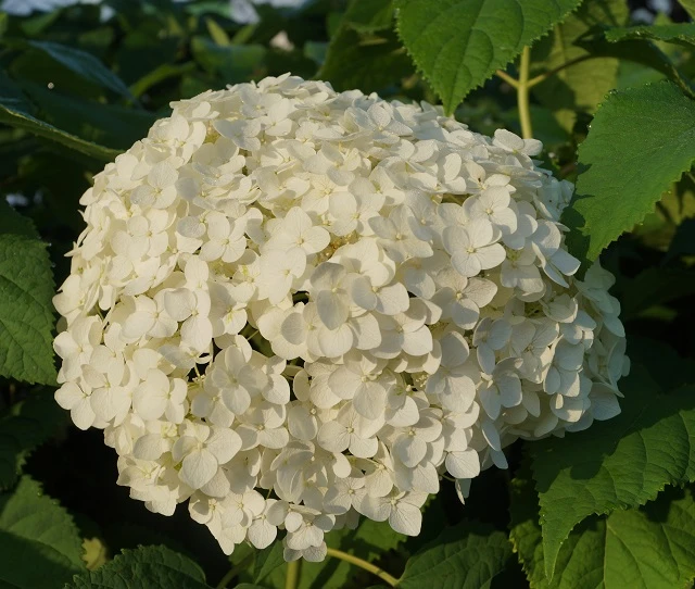 Garten-Hortensie `Incrediball®´ Hydrangea Arborescens 5 Garten-Hortensie `Incrediball®´ Hydrangea Arborescens – Bild 3