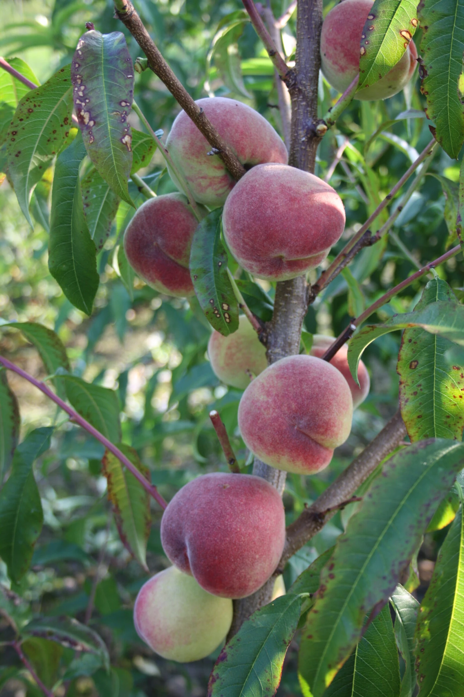Pfirsich Anneliese Rudolph Prunus Persica `Anneliese Rudolph´ 3 Pfirsich Anneliese Rudolph Prunus Persica `Anneliese Rudolph´