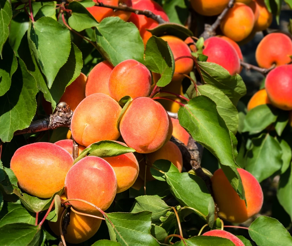 Aprikose `Colorado´ Prunus Armeniaca `Colorado´ 3 Aprikose `Colorado´ Prunus Armeniaca `Colorado´