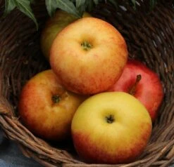 Säulenapfel Arbat ® Malus Domestica 7 Säulenapfel Arbat ® Malus Domestica -BaumReich Geschaft Arbat1lfGBrLIyksR41