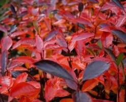 Aronia- Apfelbeere Hugin Aronia Melanocarpa `Hugin´ -BaumReich Geschaft Aronia Hugin Herbstf rbung