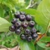 Aronia- Apfelbeere Hugin Aronia Melanocarpa `Hugin´ -BaumReich Geschaft Aronia33