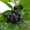 Aronia- Apfelbeere Nero Aronia Prunifolia `Nero´ -BaumReich Geschaft Aronia34