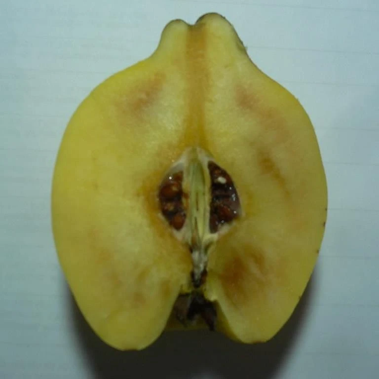 Tafelquitte Ayva® - Süßquitte, Kann Roh Verzehrt Werden Cydonia `Ayva´ 4 Tafelquitte Ayva® - Süßquitte, Kann Roh Verzehrt Werden Cydonia `Ayva´ – Bild 2