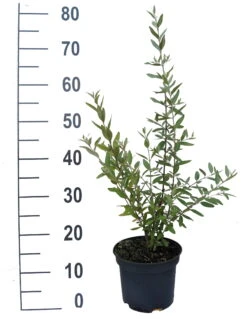 Silberblättrige Büffelbeere Sheperdia Argentea 7 Silberblättrige Büffelbeere Sheperdia Argentea -BaumReich Geschaft B ffelbeere weiss