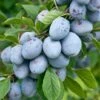 Bühler Frühzwetsche Prunus Domestica `Bühler Frühzwetsche´ -BaumReich Geschaft B hler 2