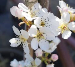 BaumReich Geschaft 18 BaumReich Geschaft -BaumReich Geschaft BENITA