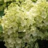 Rispenhortensie `Bobo®´ Hydrangea Paniculata `Bobo´ -BaumReich Geschaft BOBO
