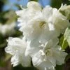 Bauern-Jasmin `Schneesturm´ Philadelphus Coronarius `Schneesturm´ -BaumReich Geschaft Bauern Jasmin Schneesturm 2