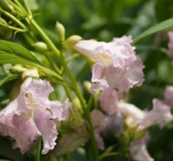 Sommerglocke / Baumoleander `Summer Bells´ Chitalpa Tashkentensis `Summer Bells´ -BaumReich Geschaft Baumoleander Summer Bells 1