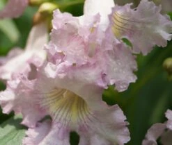 Sommerglocke / Baumoleander `Summer Bells´ Chitalpa Tashkentensis `Summer Bells´ -BaumReich Geschaft Baumoleander Summer Bells 4