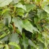 Bayernkiwi Männlich (Befruchtersorte) Actinidia Arguta -BaumReich Geschaft Bayernkiwi m nnlich