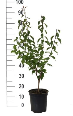 Japanische Zier-Aprikose `Beni-chi-dori´ Prunus Mume `Beni-chi-dori´ -BaumReich Geschaft Beni chi dori Zieraprikose