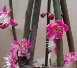 Japanische Zier-Aprikose `Beni-chi-dori´ Prunus Mume `Beni-chi-dori´ -BaumReich Geschaft Benichidori