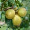 Benita®, Kreuzung Aus Birne Und Nashi Pyrus Pyrifolia `Benita´ 1 Benita®, Kreuzung Aus Birne Und Nashi Pyrus Pyrifolia `Benita´ -BaumReich Geschaft Benita 2