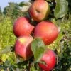 Säulenapfel `Berbat´ Malus Domestica `Berbat´ -BaumReich Geschaft Berbat
