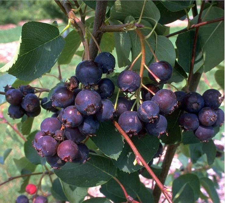 Prince William-Großfruchtige Felsenbirne Amelanchier `Prince William´ 3 Prince William-Großfruchtige Felsenbirne Amelanchier `Prince William´