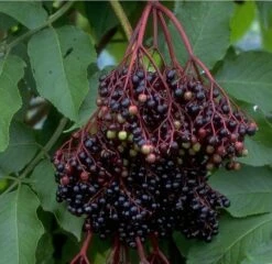 Holunder Haschberg Sambucus Nigra `Haschberg´ -BaumReich Geschaft Bilder Green Base 075
