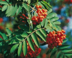 Essbare Eberesche - Sorbus `Edulis´ Sorbus Aucuparia `Edulis´