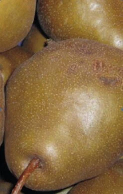 Uta Pyrus Communis `Uta´ 9 Uta Pyrus Communis `Uta´ -BaumReich Geschaft Birne UTA