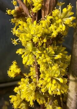 Ausgewählte Produkte -BaumReich Geschaft Bl te Jolico kornelkirsche