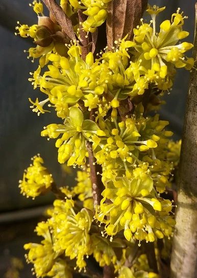 Großfrüchtige Kornelkirsche `Jolico´ Cornus Mas `Jolico´ 4 Großfrüchtige Kornelkirsche `Jolico´ Cornus Mas `Jolico´ – Bild 2