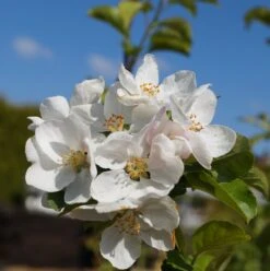 Zierapfel `Red Sentinel´ Malus `Red Sentinel´ -BaumReich Geschaft Bl te Red Sentinel