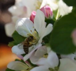 Säulenapfel `Rondo´ Malus Domestica `Rondo´ -BaumReich Geschaft Bl te Rondo mit Biene