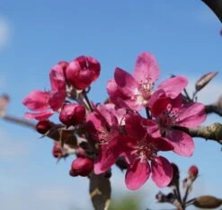 Rotfleischiger Apfel Malus Domestica -BaumReich Geschaft Bl te Rotfleischiger Apfel