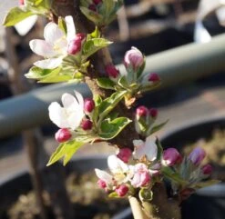 Säulenapfel Rhapsodie Ⓢ Malus Domestica -BaumReich Geschaft Bl te S ulenapfel