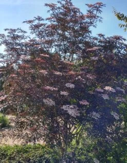 Holunder Black Lace ® Sambucus Nigra `Black Lace´ -BaumReich Geschaft Blace Lace Strauch