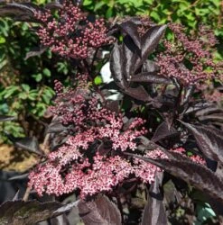 Rotblättriger Holunder `Black Beauty´ Sambucus Nigra `Black Beauty´ -BaumReich Geschaft Black Beauty1