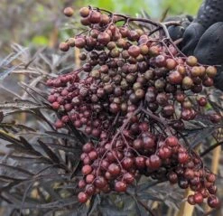 Holunder Black Lace ® Sambucus Nigra `Black Lace´ -BaumReich Geschaft Black Lace Furcht