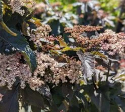Holunder-Säule Black Tower (R) Sambucus Nigra `Black Tower´ 10 Holunder-Säule Black Tower (R) Sambucus Nigra `Black Tower´ -BaumReich Geschaft Black Tower1